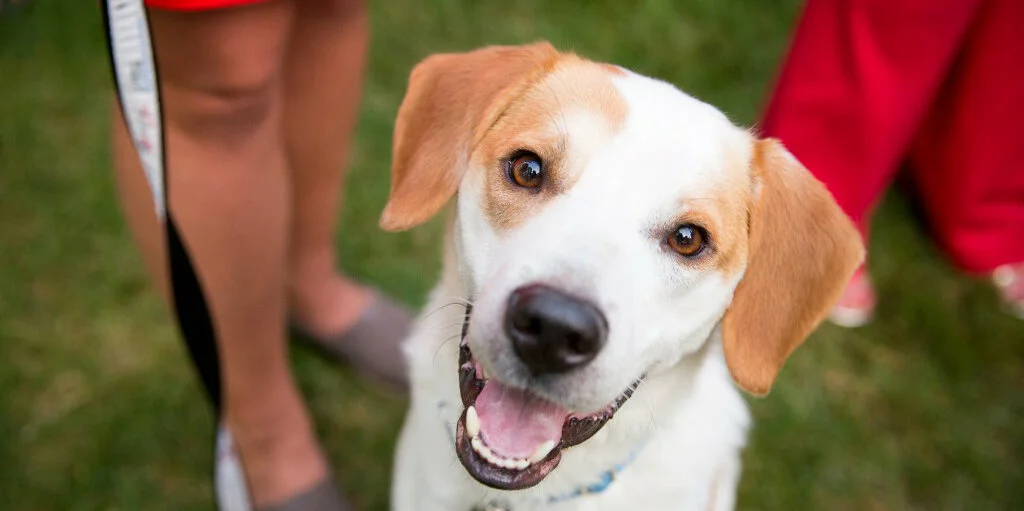 A happy white dog with brown ears looks up at the camera with its mouth open. Blurred legs of people and green grass are visible in the background.