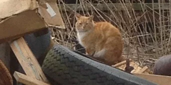 An orange and white cat sits among debris and old tires in an outdoor area with dry grass and scattered wooden planks.