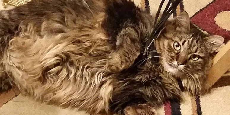 A fluffy brown tabby cat lies on its side on a patterned rug, looking up at the camera with wide eyes. One of its paws is resting on a bunch of black cords.