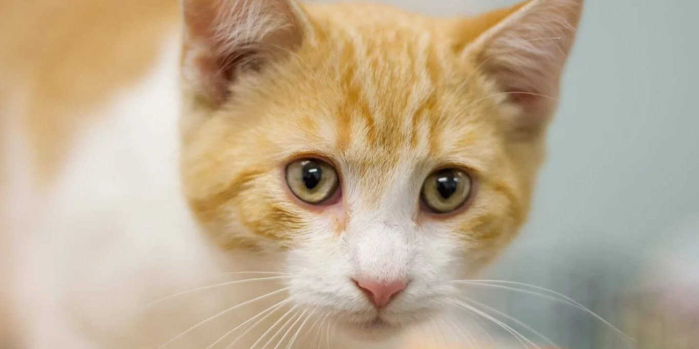 Close-up of an orange and white cat with light green eyes, looking directly at the camera. The background is softly blurred, highlighting the cat’s facial features.