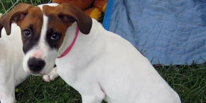 A white puppy with brown patches, floppy ears, and a pink collar sits on grass next to a blue blanket, looking up at the camera with big dark eyes.