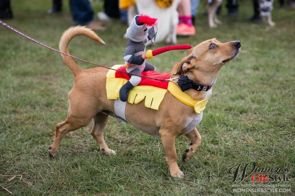 A small brown dog in a costume walks on grass, wearing a saddle with a toy knight holding a lance riding on its back. A red leash is attached to the dogs collar. Other people and dogs are visible in the background.