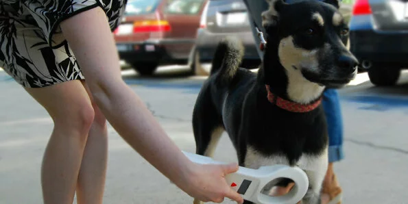 A person scans a black and tan dog with a handheld device, likely a microchip scanner, in an outdoor parking lot. Cars are visible in the background.