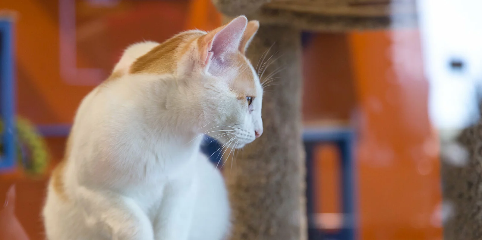 A white and orange cat sits on a cat tree, looking to the left. The background is out of focus and features warm orange and blue tones.