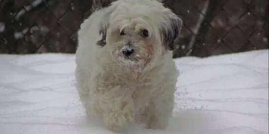 A small, fluffy white dog stands outside in the snow with snowflakes on its face, looking toward the camera. A dark fence and blurred trees are visible in the background.