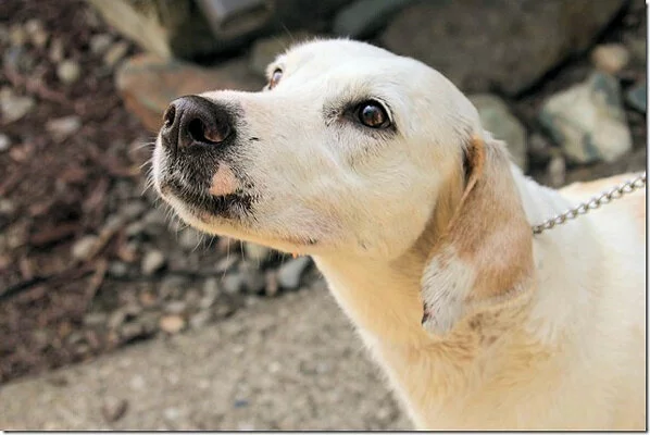 A close-up of a white dog with light brown ears and a few dark spots on its nose, looking upward while wearing a chain collar. The background is a mix of rocks and concrete.