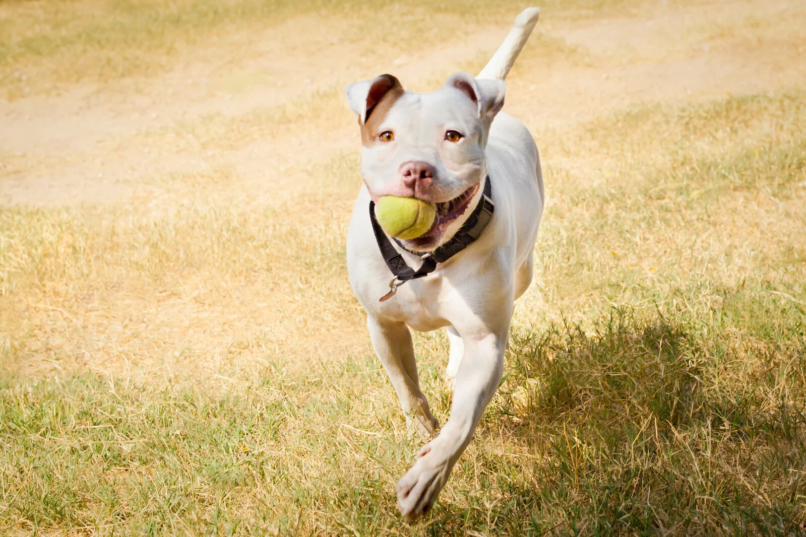 A happy white dog with a brown patch on its ear runs on grass, carrying a yellow tennis ball in its mouth. The background is a mix of sunlit grass and dirt.