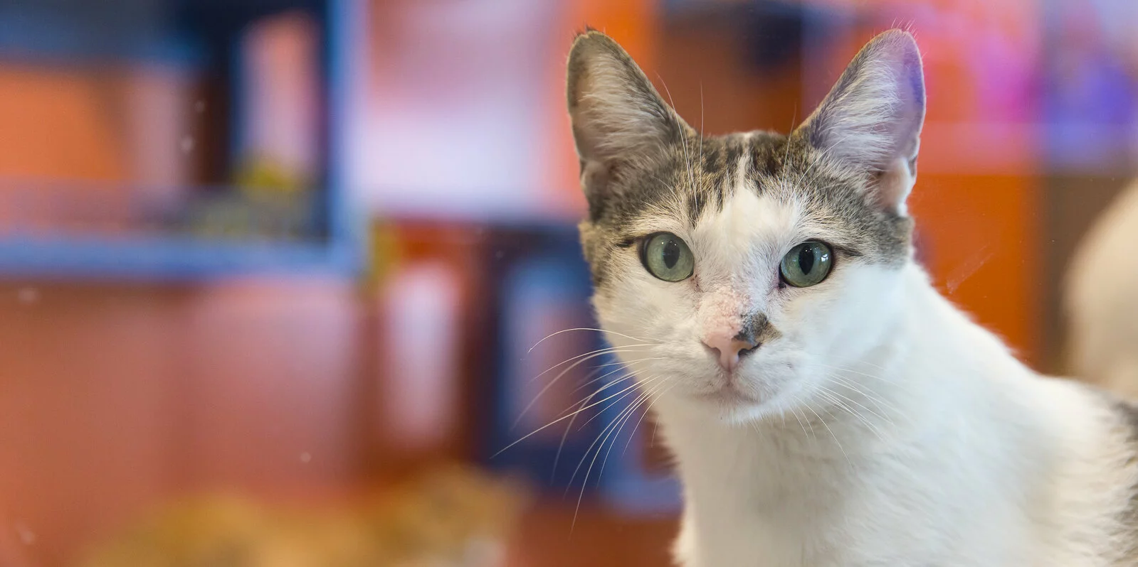 A white and gray cat with green eyes looks directly at the camera, with a blurred, colorful background featuring orange and blue tones.