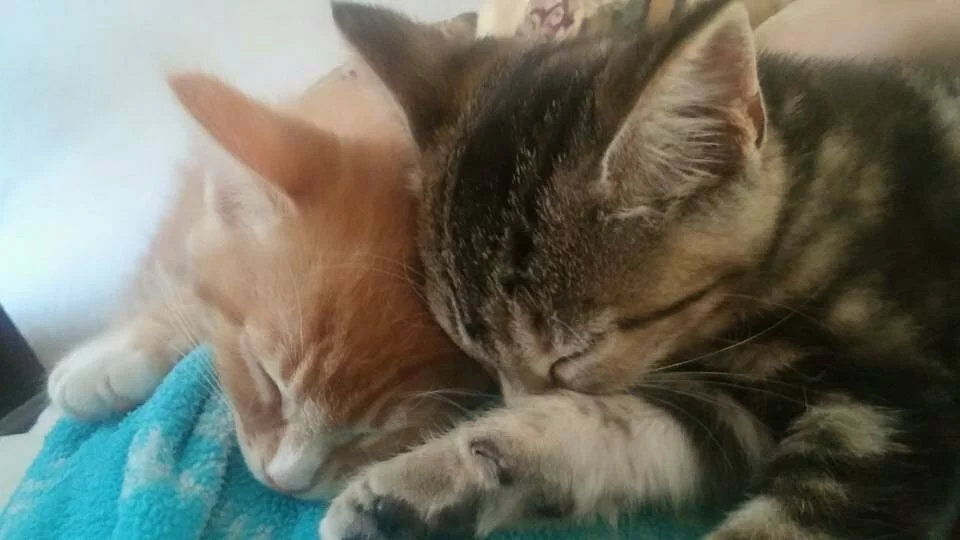Two cats, one orange and one tabby, are snuggled up together, sleeping peacefully on a blue blanket. Their heads are touching, and their front paws are stretched out.