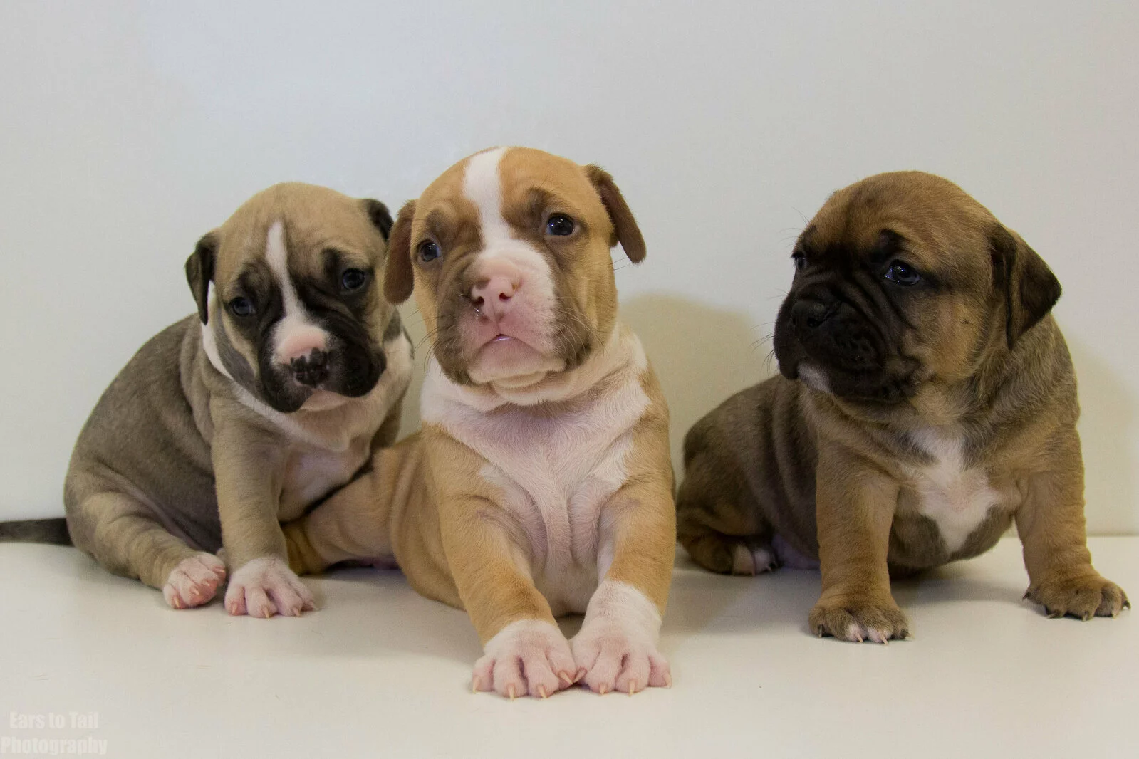Three adorable puppies sit side by side on a white background. The puppies have short fur in shades of brown, tan, and white, with pink paws and curious expressions.