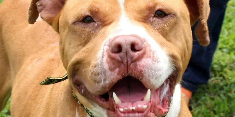 A close-up of a brown and white pit bull dog with its mouth open, showing its teeth and tongue, standing on grass with a collar around its neck.