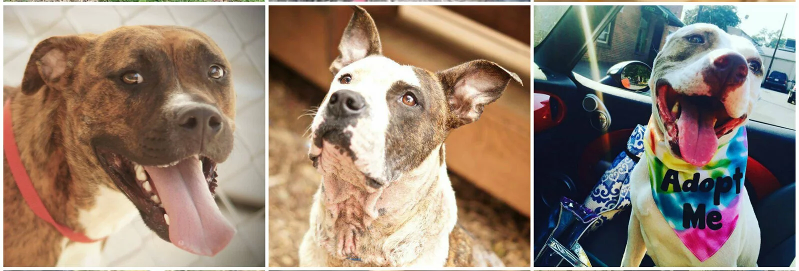 A collage of three dogs: first, a brown brindle dog with a pink collar and tongue out; second, a brindle and white dog looking up; third, a happy brown and white dog wearing a colorful Adopt Me bandana.