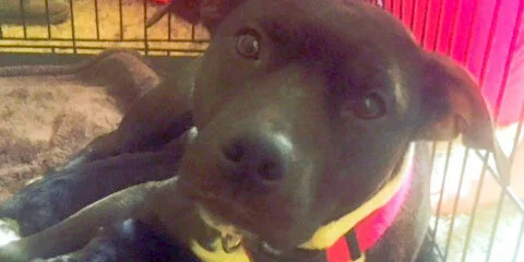 A black and white dog with a pink collar lies inside a crate, looking up with wide, expressive eyes.