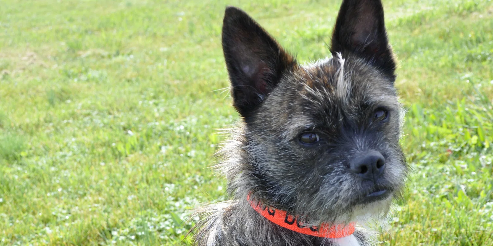 A small, scruffy dog with upright ears and a dark face sits on green grass, wearing an orange collar.