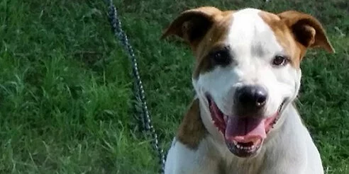 A happy dog with brown and white fur sits on green grass, panting with its mouth open and tongue visible. A chain leash is attached to its collar.