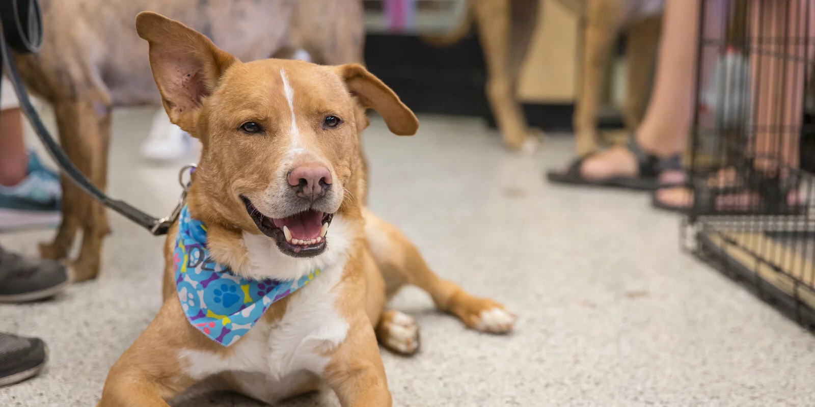 A brown and white dog wearing a blue patterned bandana lies on a speckled floor, looking up and smiling. People and other dogs are visible in the background.