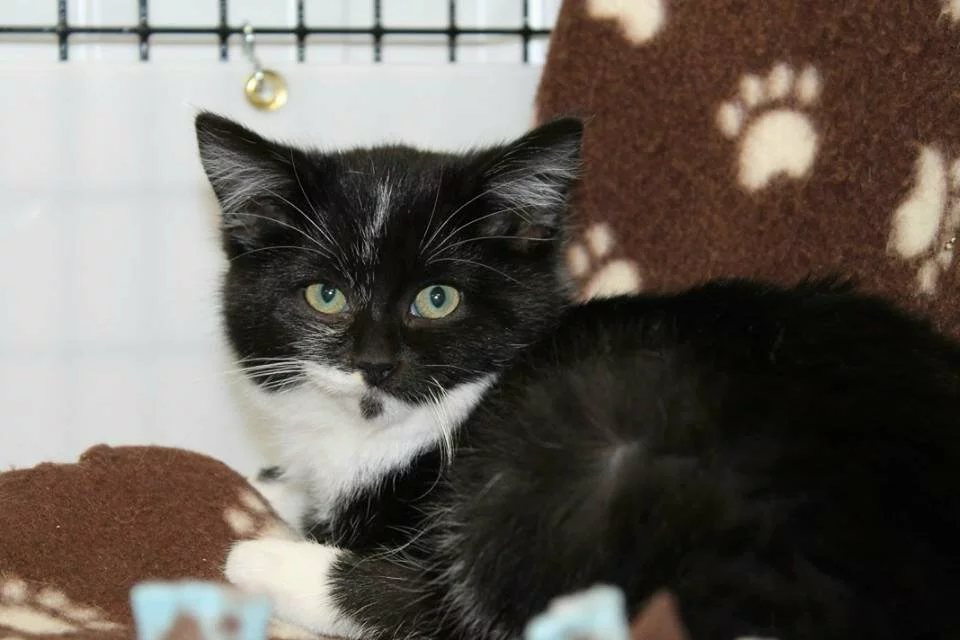 A black and white cat with green eyes lies on a brown blanket with white paw prints, inside a cage with a white background.