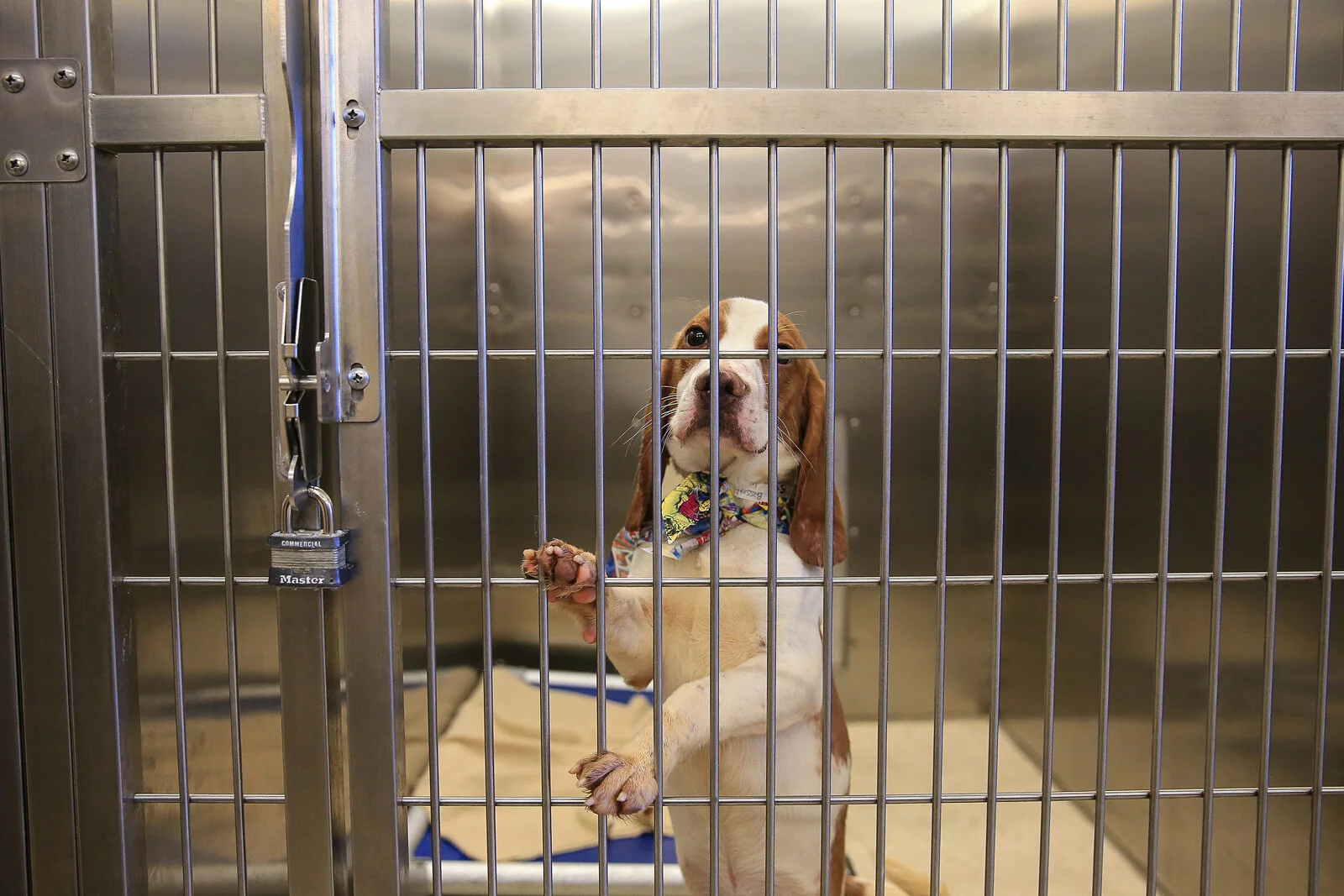 A sad-looking dog wearing a colorful collar stands on its hind legs, with its front paws against the bars of a metal kennel in an animal shelter.