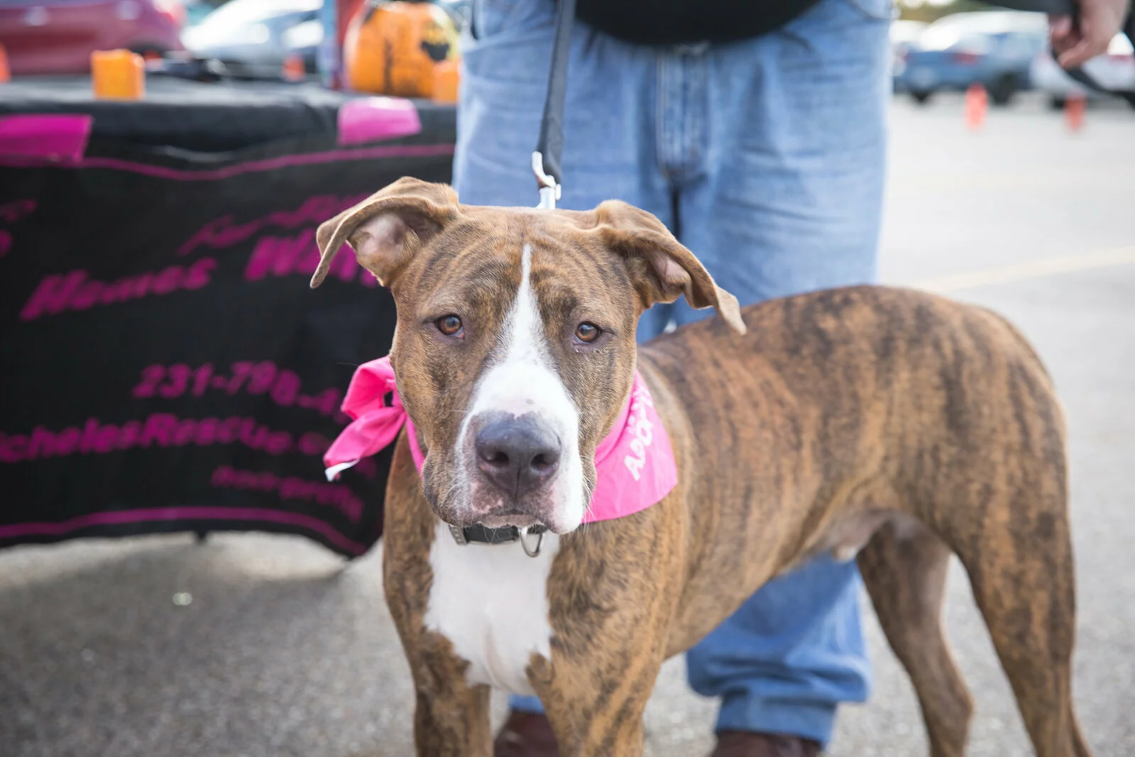 A brown and white dog with a pink bandana around its neck stands on a leash in front of a person wearing jeans. The background shows a table with a pink and black cloth.