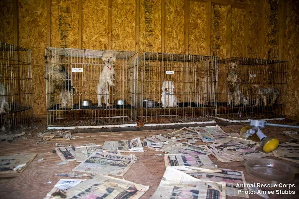Several dogs in wire cages inside a wooden shed, with dirty, shredded newspapers and scattered bowls on the floor. The dogs look distressed, and the area appears unclean and neglected.