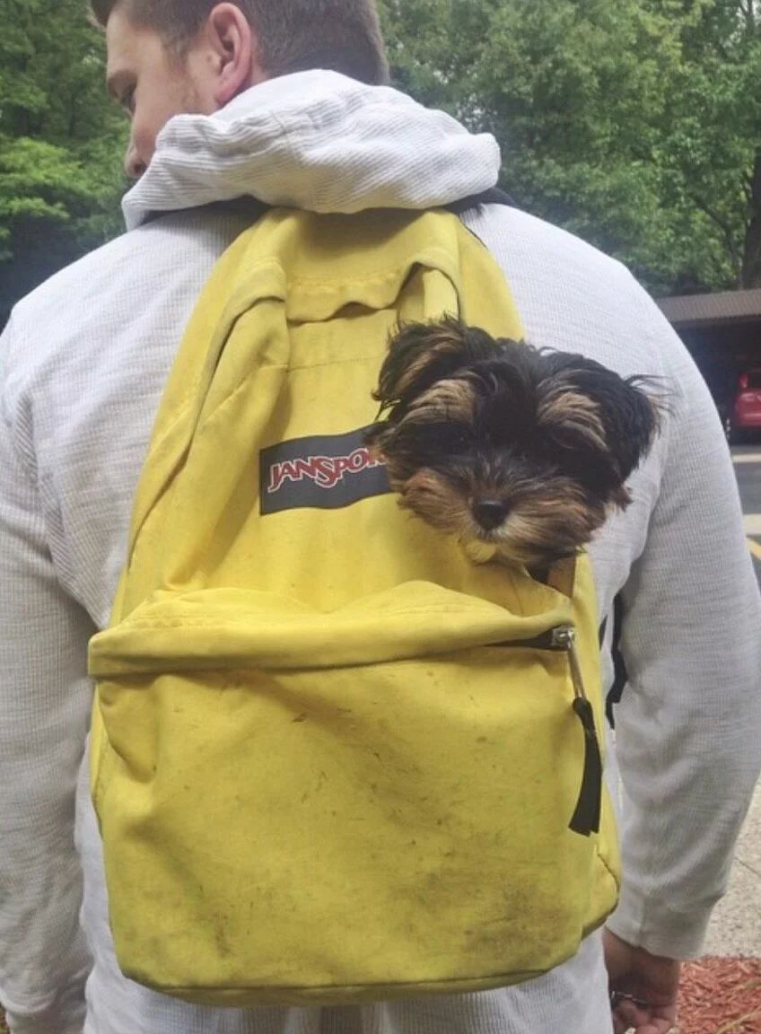 A small dog with dark fur and tan markings peeks out from the front pocket of a yellow JanSport backpack worn by a person in a white hoodie. Trees and a parked car are visible in the background.