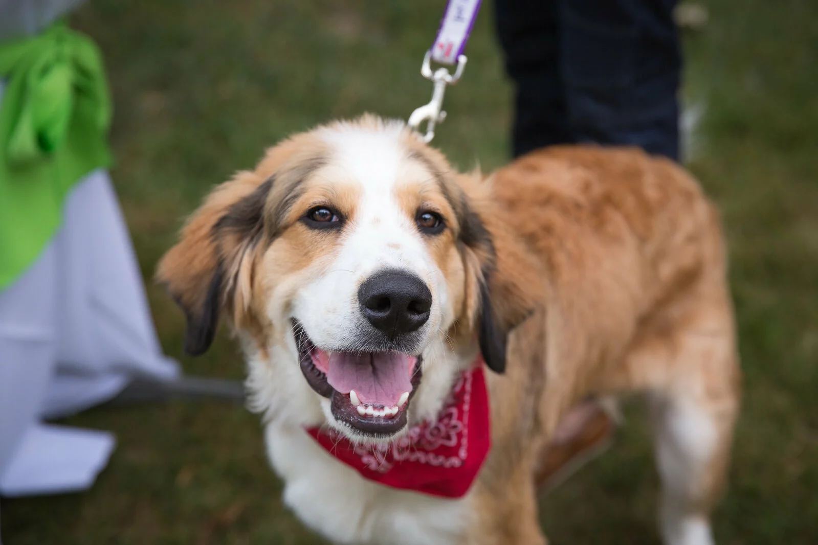 A happy brown and white dog wearing a red bandana and leash stands on grass, looking up at the camera with its mouth open and tongue slightly out.
