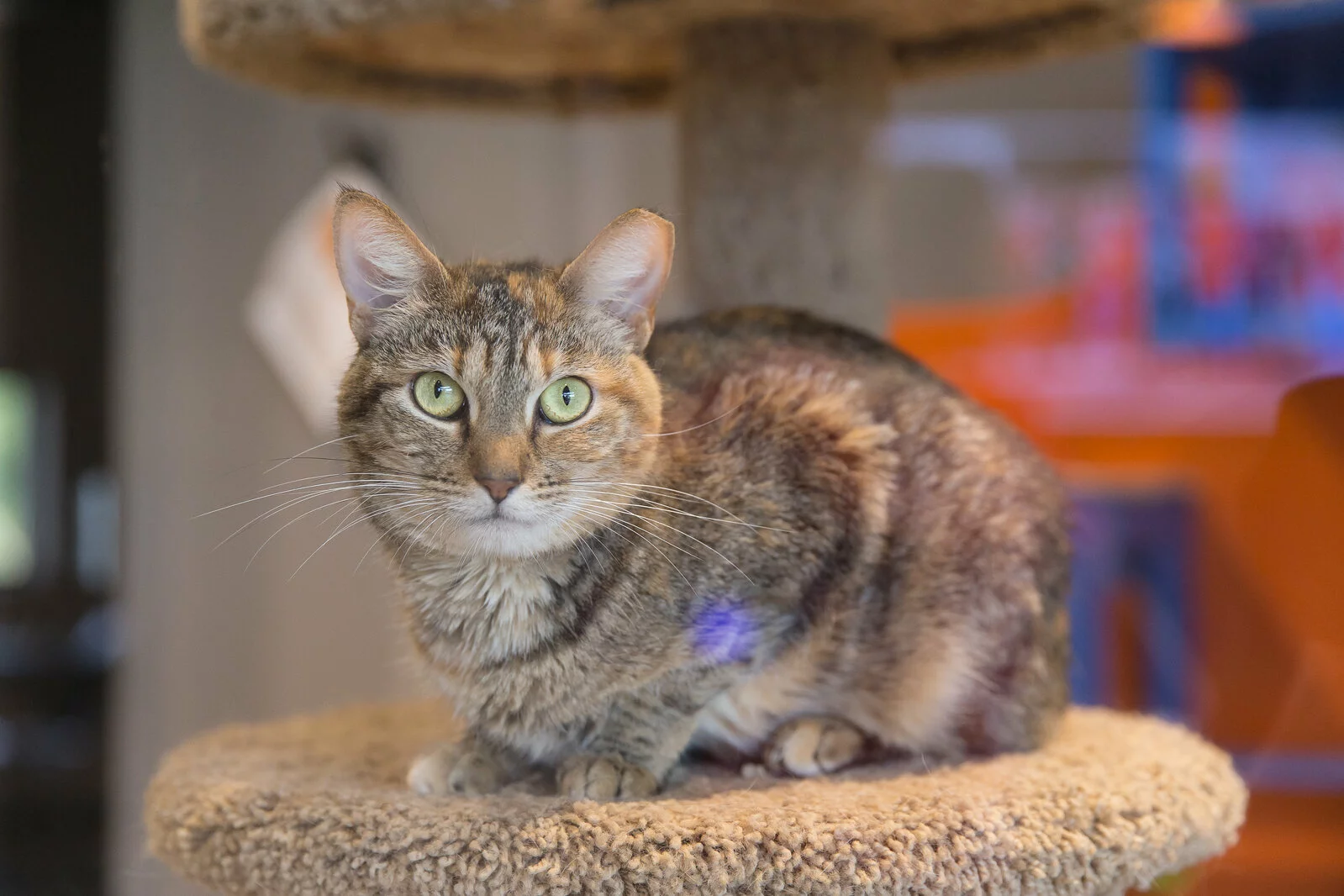 A tabby cat with green eyes sits alertly on a carpeted perch of a cat tree, staring directly at the camera. The background includes soft, out-of-focus indoor elements.