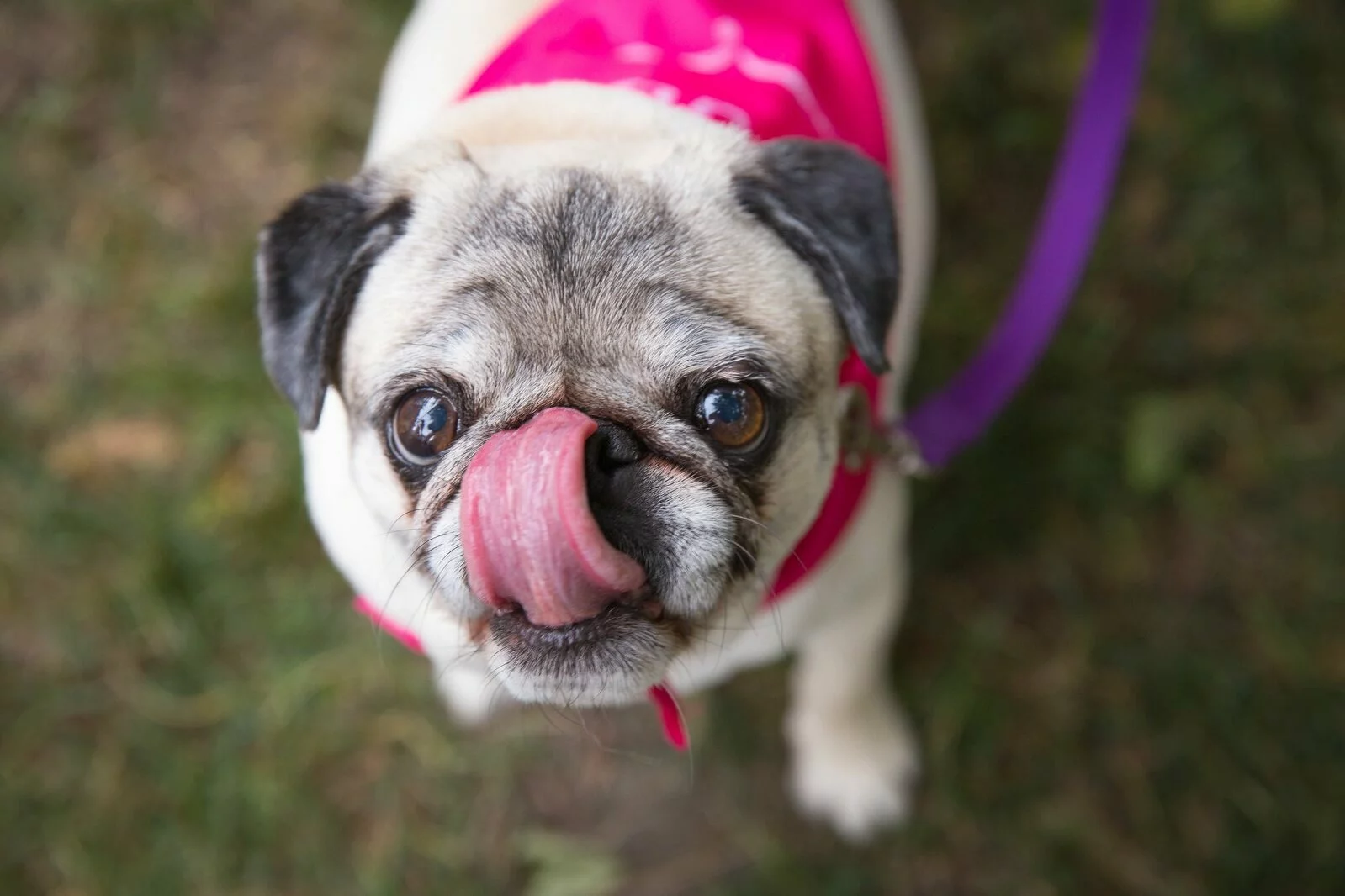 A small pug wearing a pink outfit and purple leash looks up at the camera with its tongue curled up to lick its nose, standing on green grass.