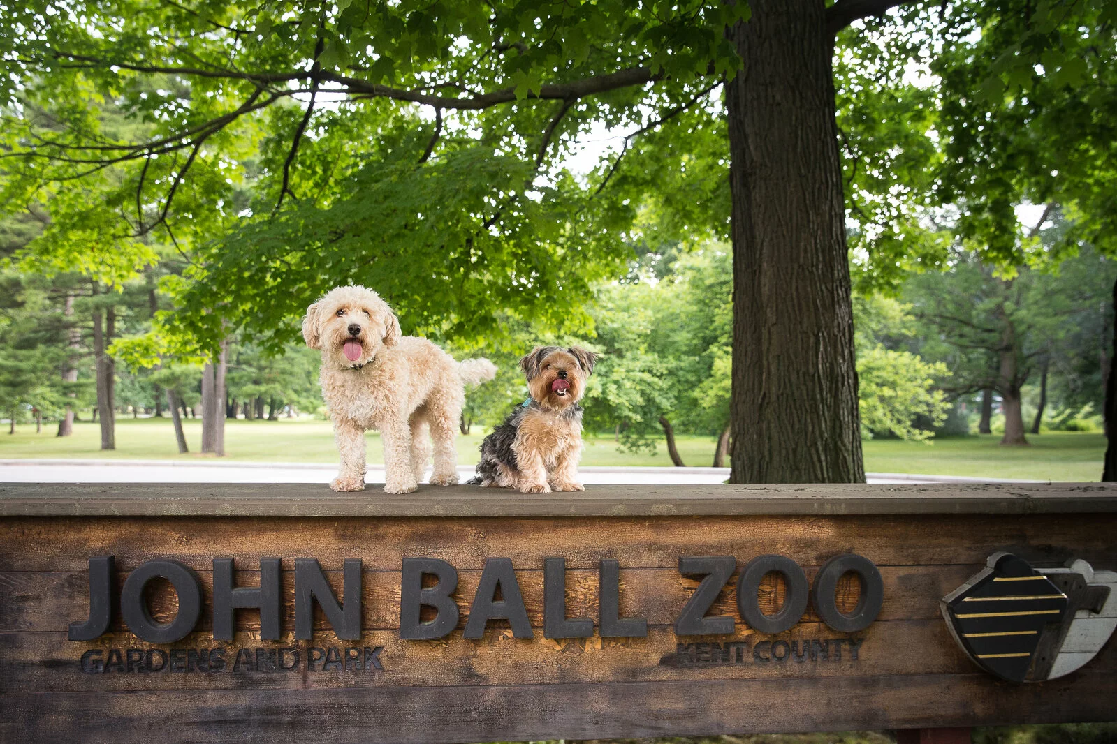 Two small dogs stand on a wooden sign for John Ball Zoo in a green, leafy park with trees and grass in the background.