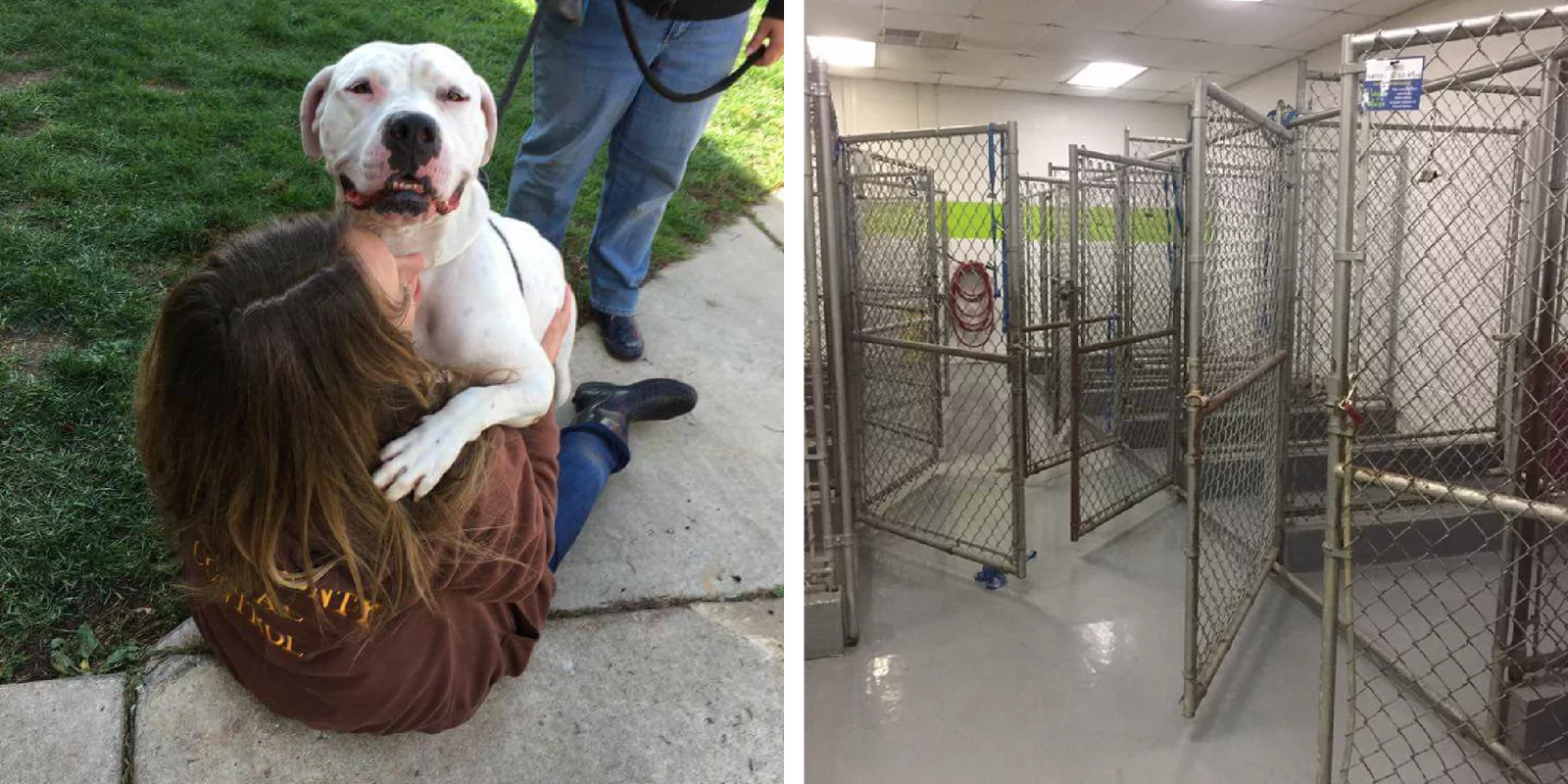 Left: A large white dog joyfully hugs a person crouched on the ground outside. Right: Several empty, clean kennels inside an animal shelter.
