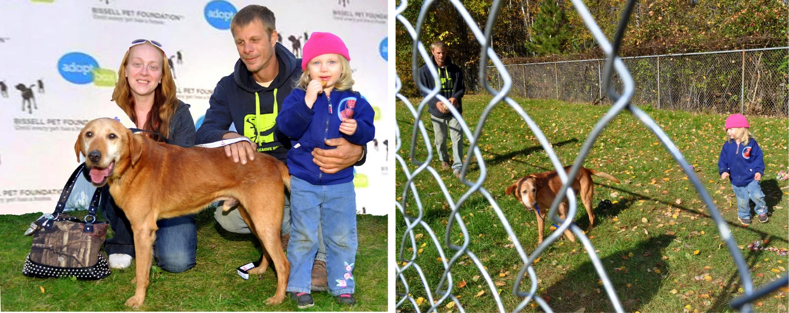 A family with a brown dog poses at an adoption event on the left; on the right, the same dog plays with a man and child in a grassy area behind a chain-link fence.