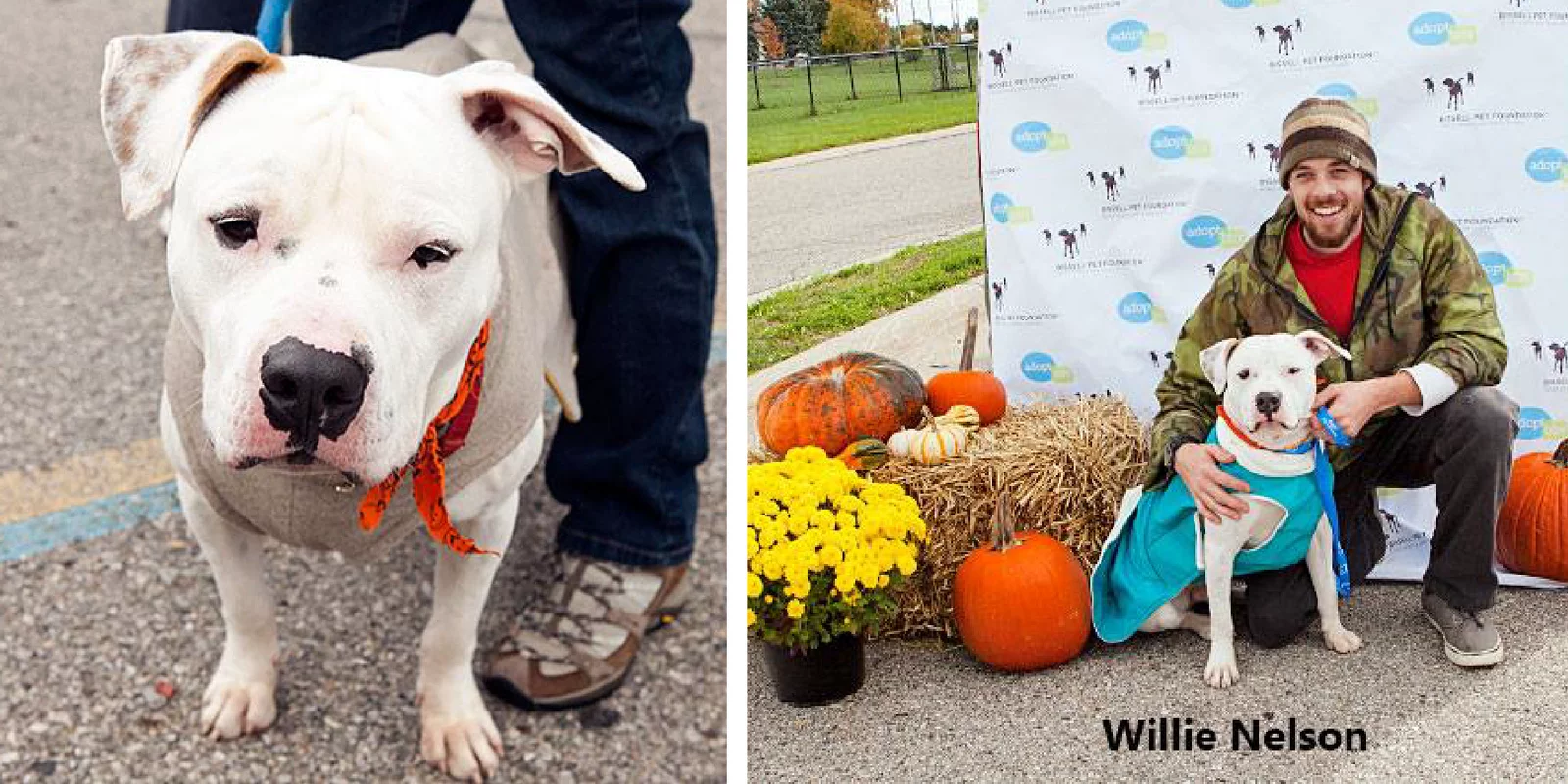 Left: Close-up of a white dog with black spots and orange leash standing on pavement. Right: Man kneeling beside the same dog in front of autumn decorations and a photo backdrop. The dog wears a blue cape. Text: Willie Nelson.