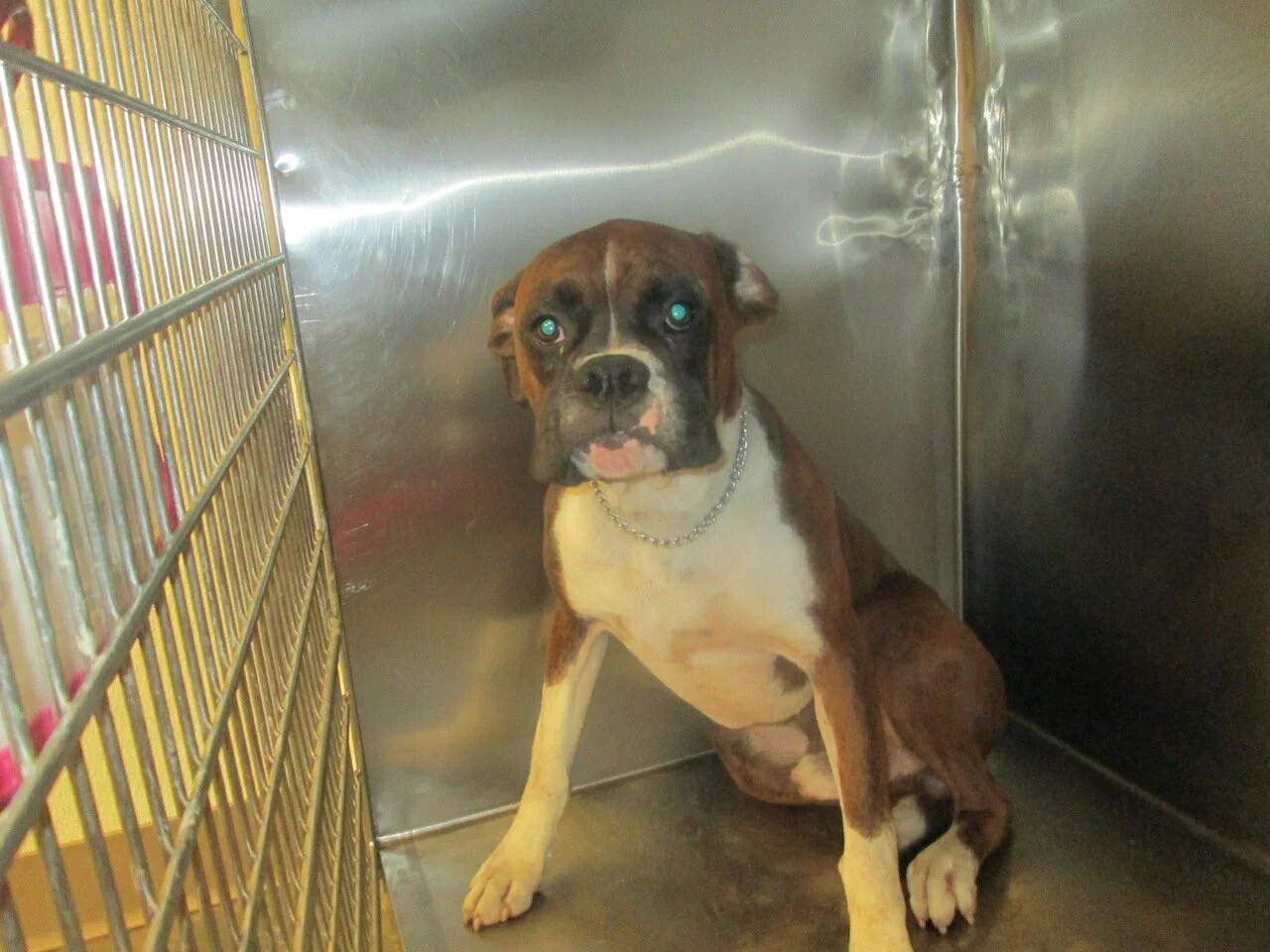 A brown and white boxer dog with a chain collar sits in the corner of a metal kennel, looking up with a sad expression.