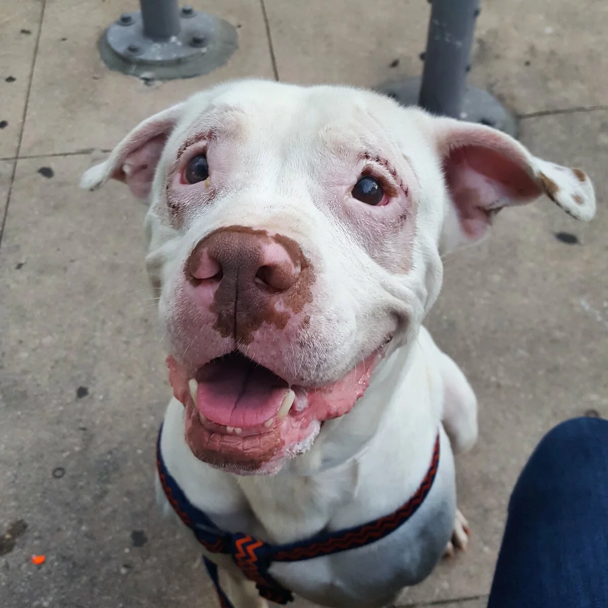 A white dog with light brown spots and a harness sits on a sidewalk, looking up with its mouth open and tongue slightly out, appearing happy and friendly.