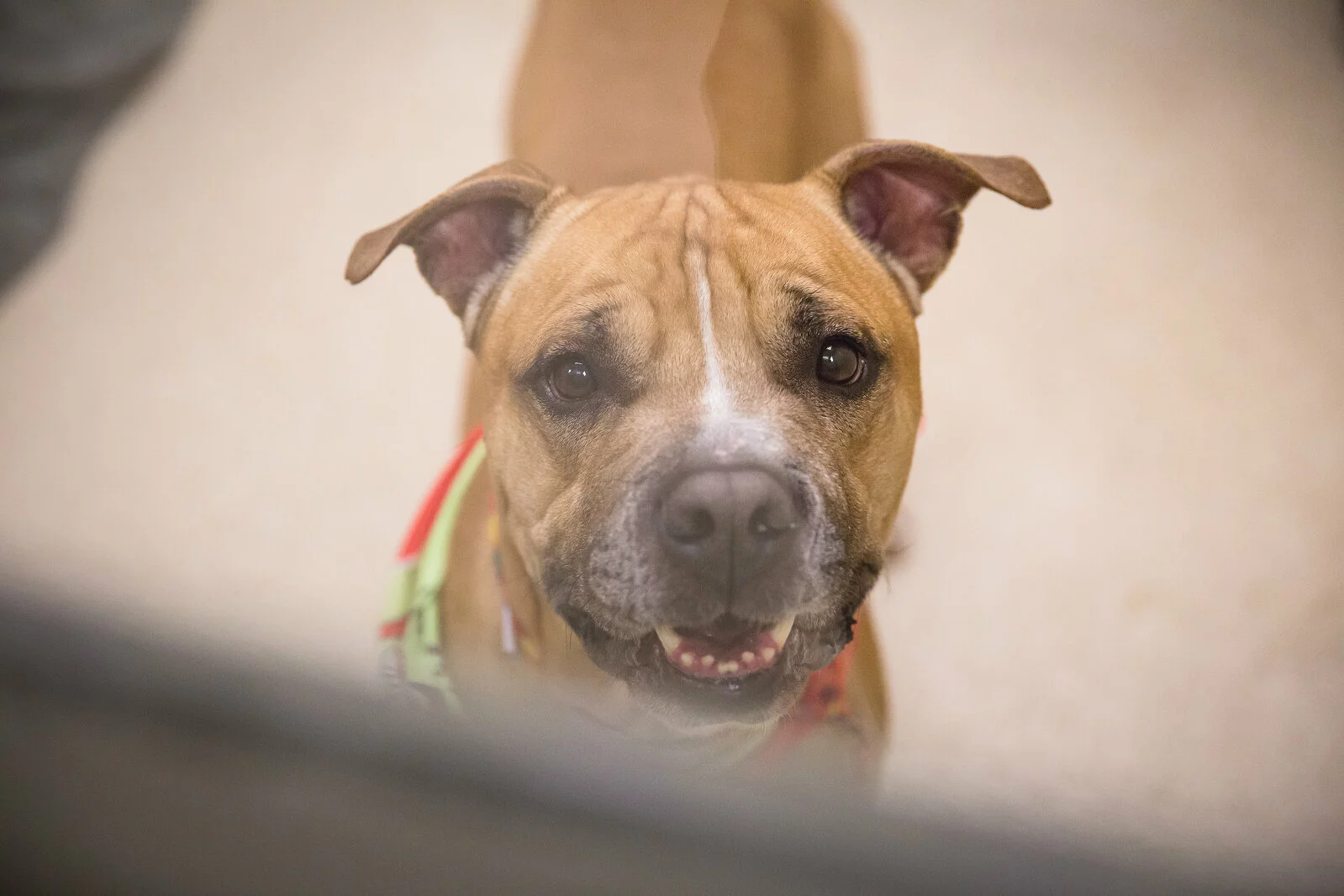 A brown dog with a white stripe on its nose looks up at the camera with ears perked and mouth slightly open, appearing friendly and curious. The dog is wearing a red and green collar.