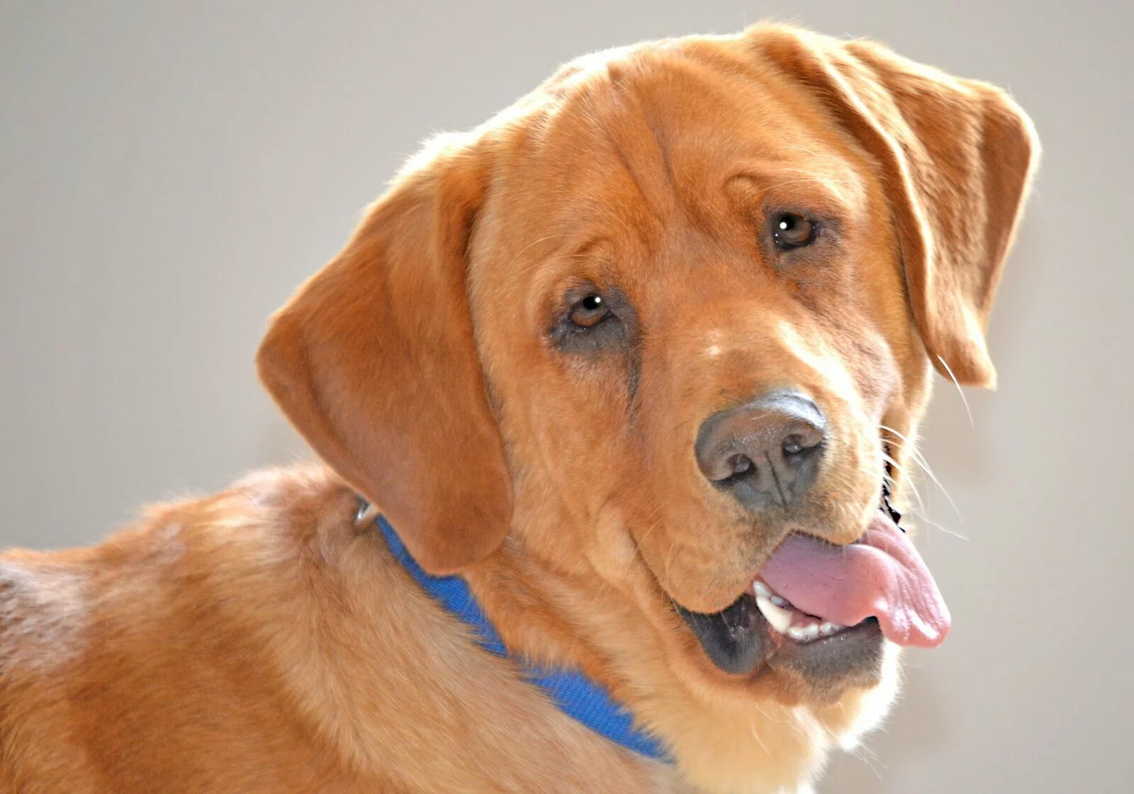 A happy golden-brown dog with a blue collar is looking at the camera with its mouth open and tongue out, against a plain light background.
