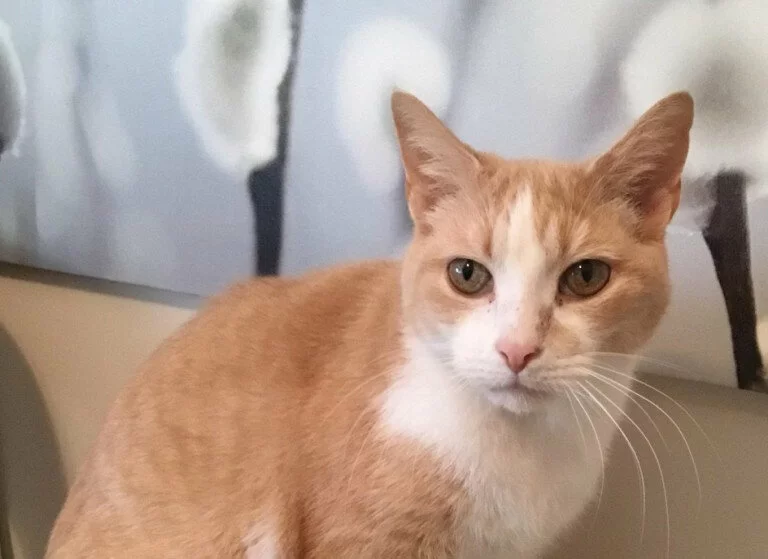 A light orange and white cat with green eyes sits in front of a blurred background featuring soft gray and white shapes.