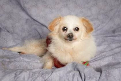 A small, fluffy white dog with tan ears lies on a light-patterned blanket, looking at the camera and wearing a red outfit.