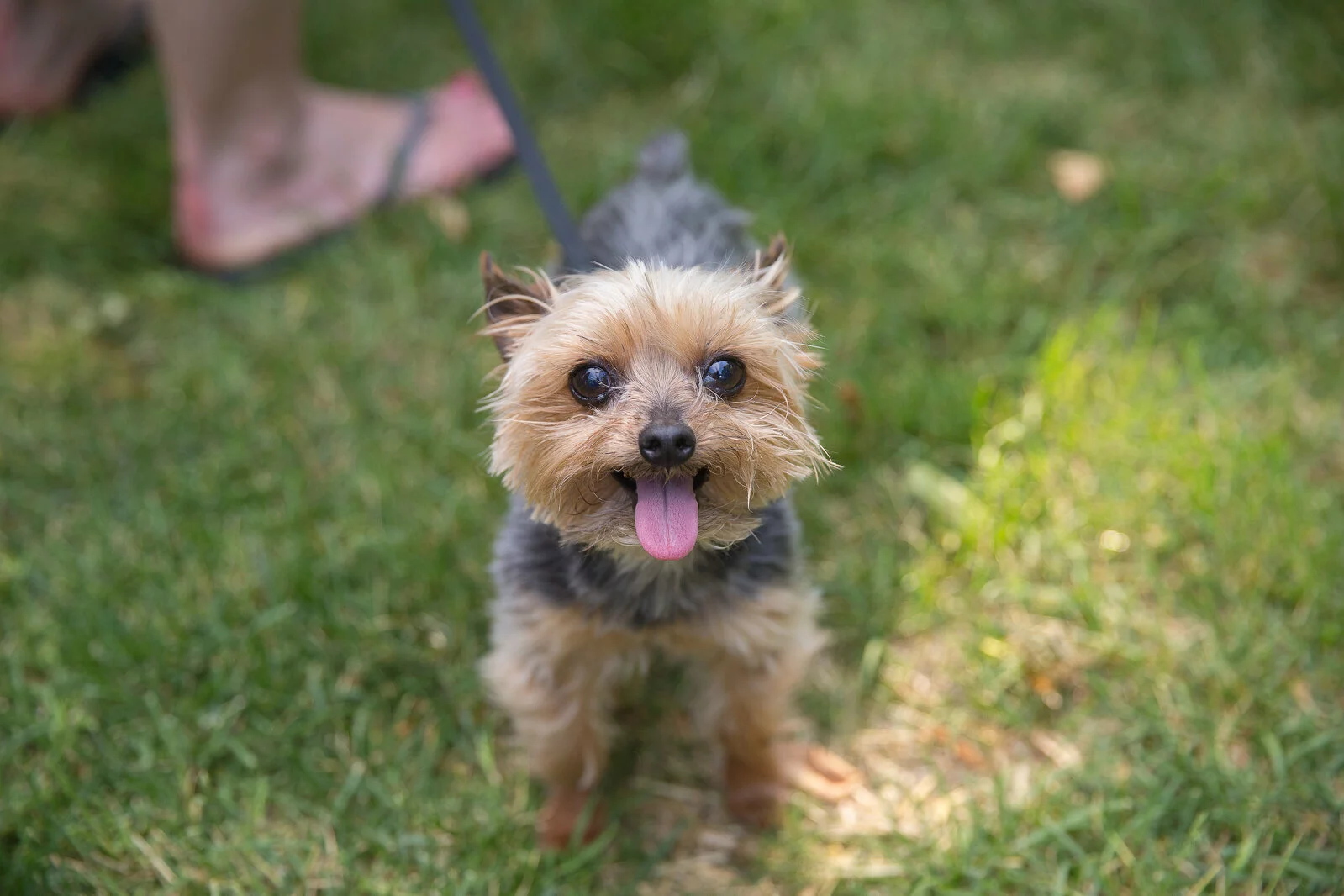 A small Yorkshire Terrier dog stands on grass, looking up with its tongue out and ears perked. A person’s bare feet in sandals are visible in the blurred background.