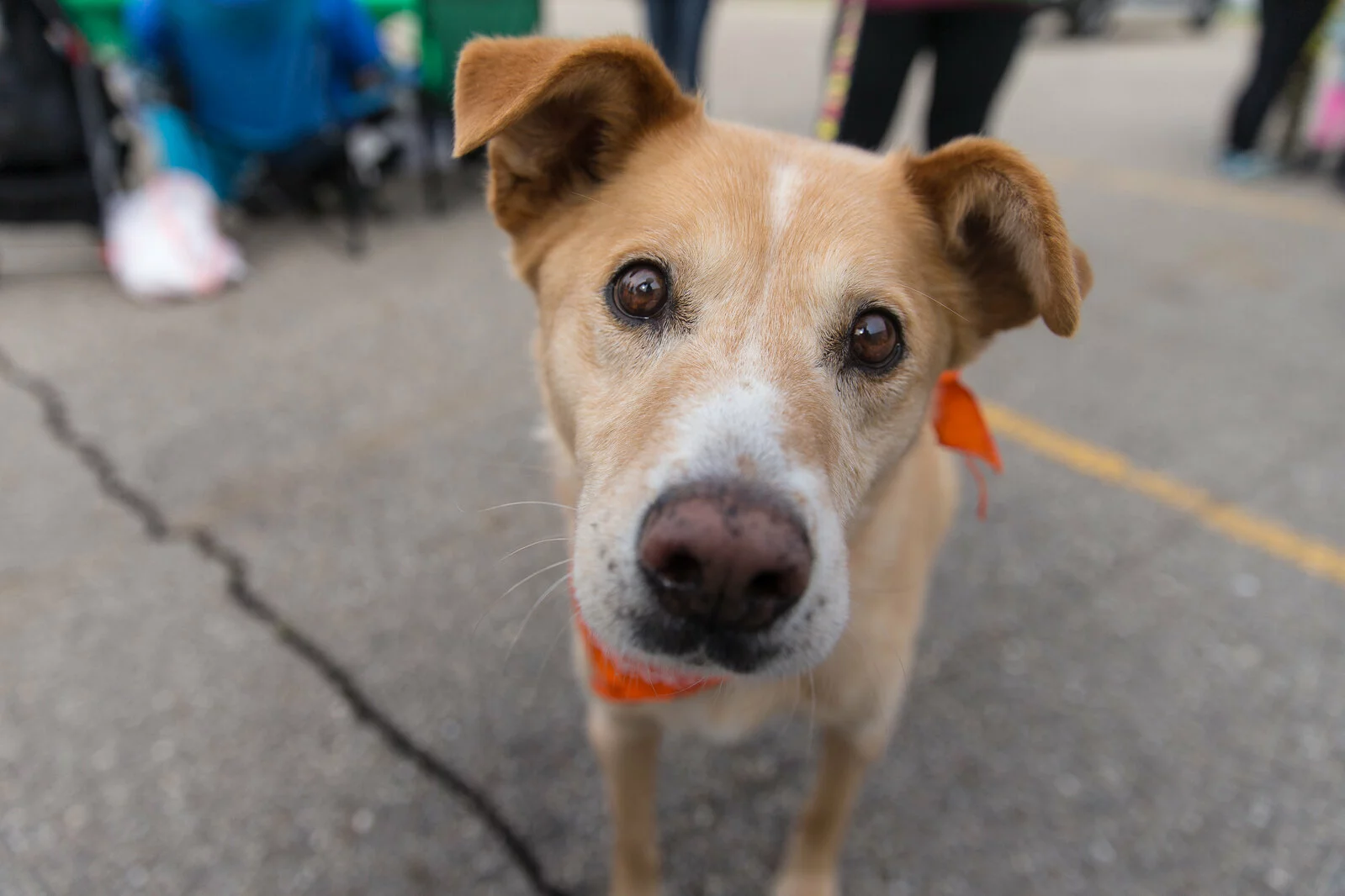 A tan and white dog with a curious expression and an orange bandana looks directly at the camera, standing on a paved surface with people and blurred background behind.