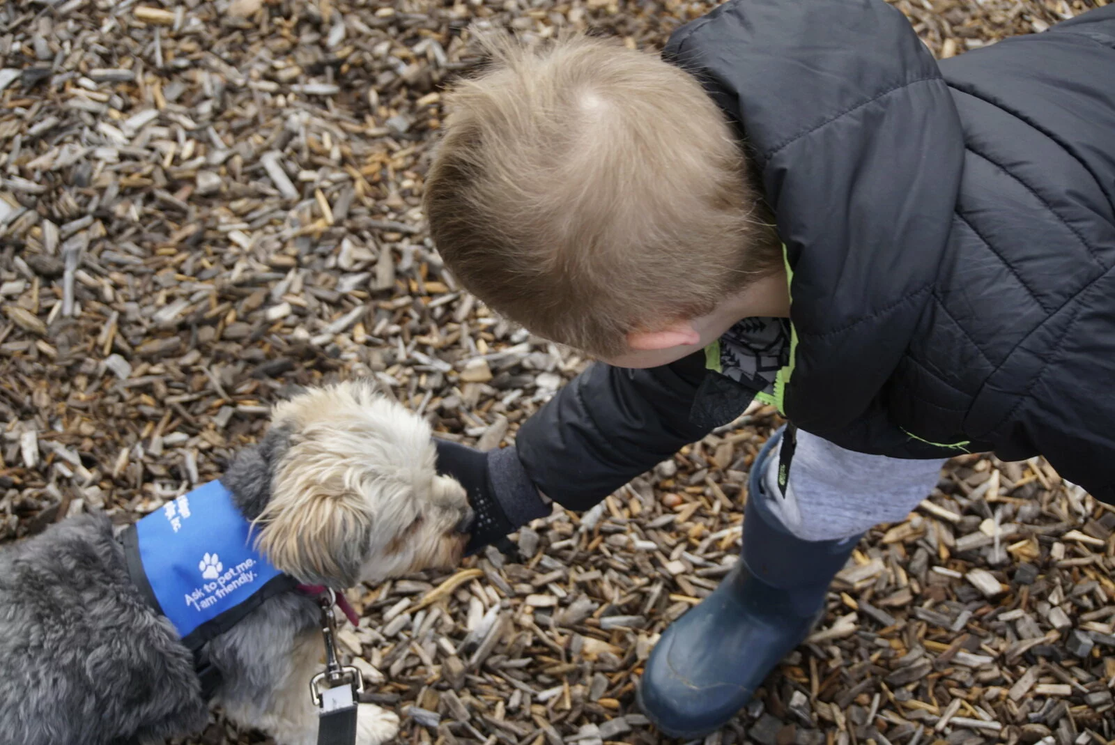 A child in a dark jacket and boots pets a small, gray dog wearing a blue vest on a woodchip-covered ground. The childs face is not visible.