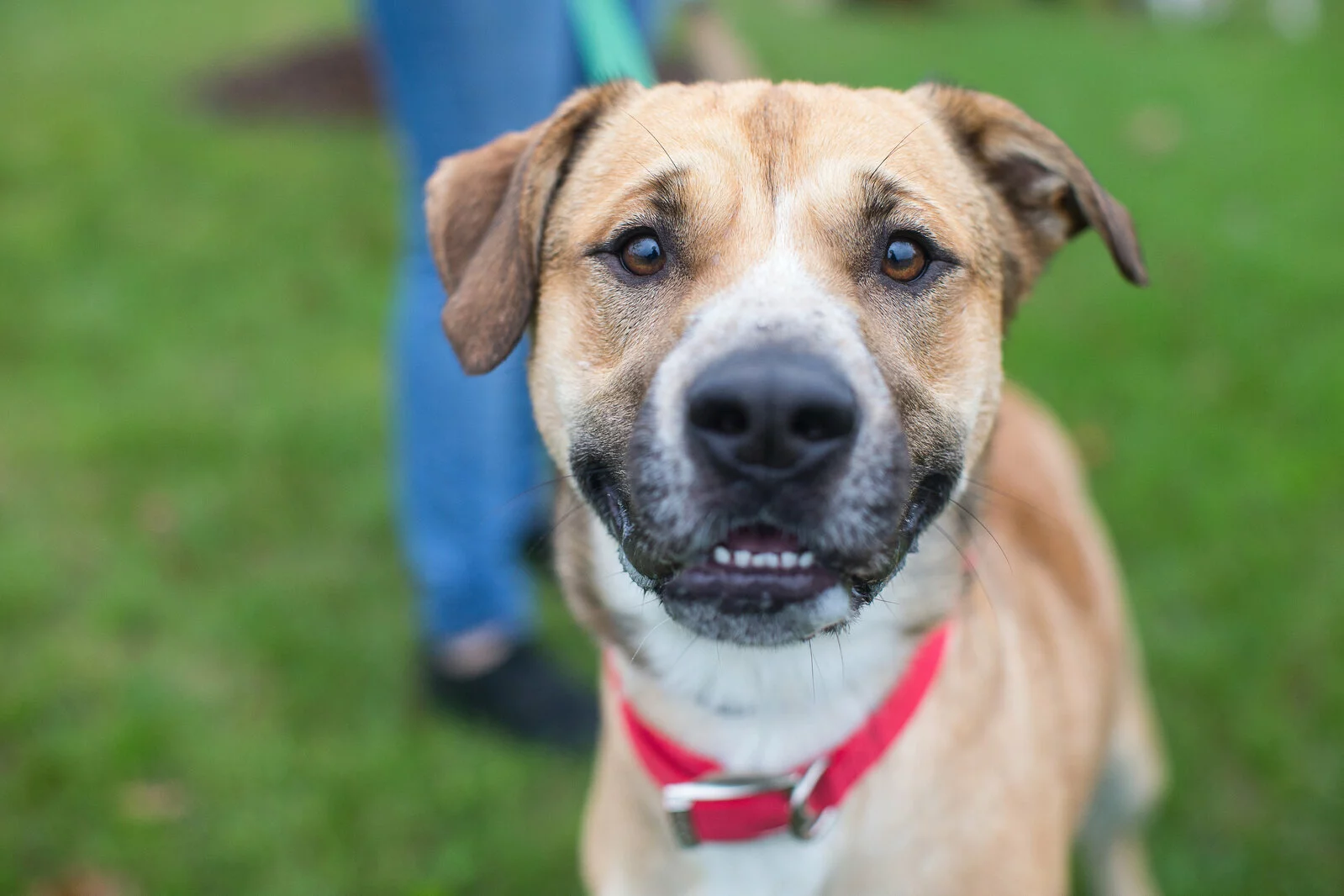 A brown and white dog with a red collar looks directly at the camera, standing on green grass. A person in blue jeans and black shoes is visible in the blurred background.