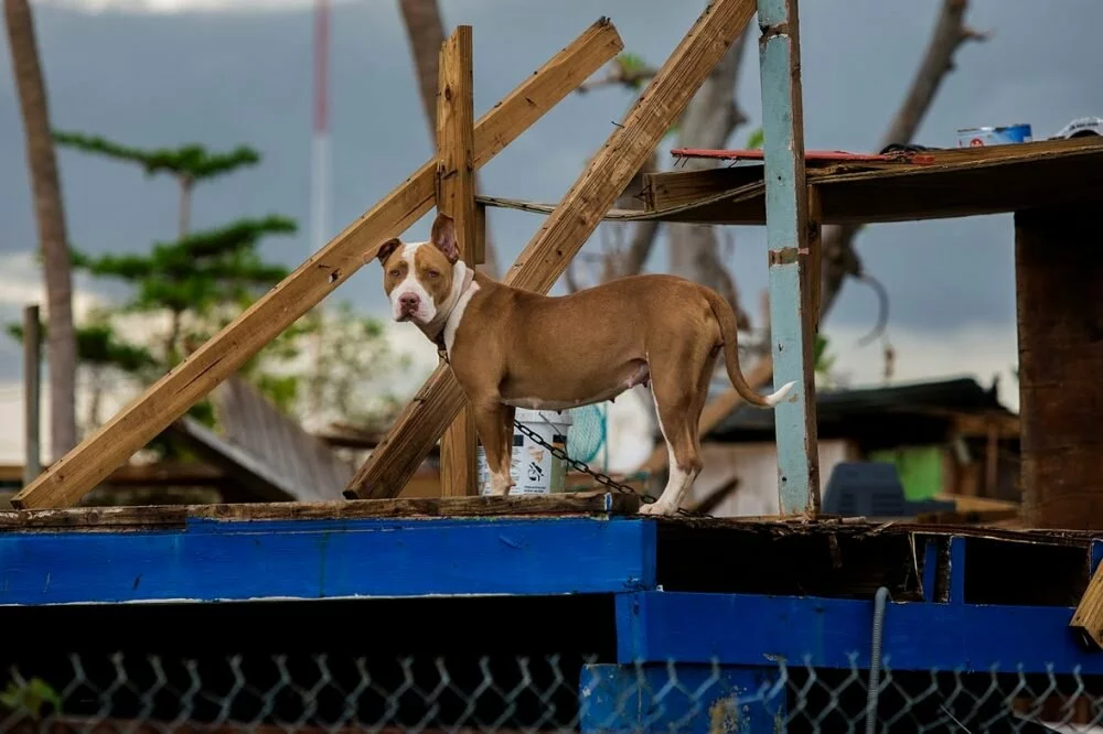 A brown and white dog stands on a damaged wooden structure with debris and broken boards, looking towards the camera. The scene appears to be outdoors with a cloudy sky in the background.