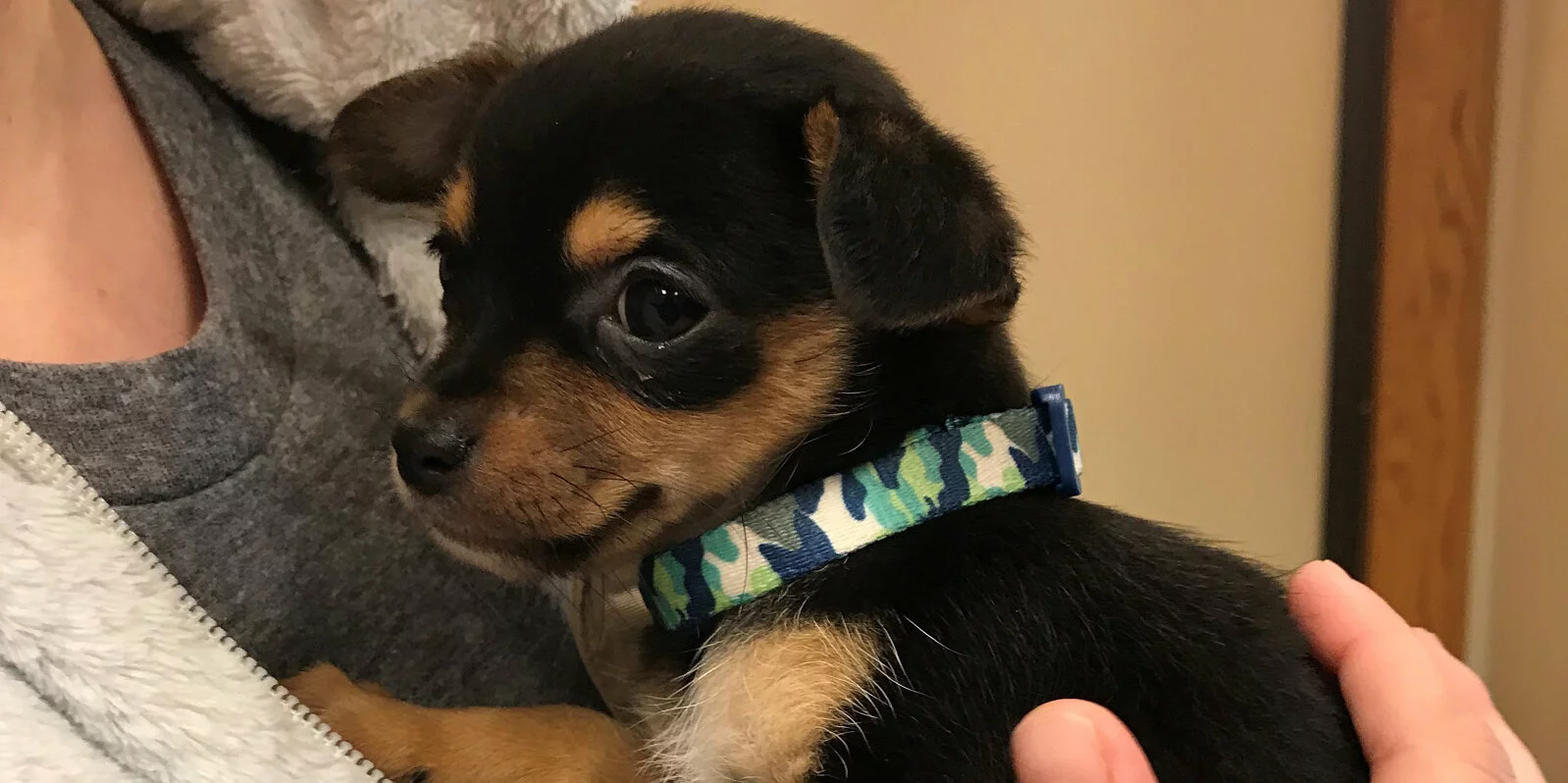 A small black and brown puppy wearing a blue and green camouflage collar is being held close by a person in a gray fleece jacket.