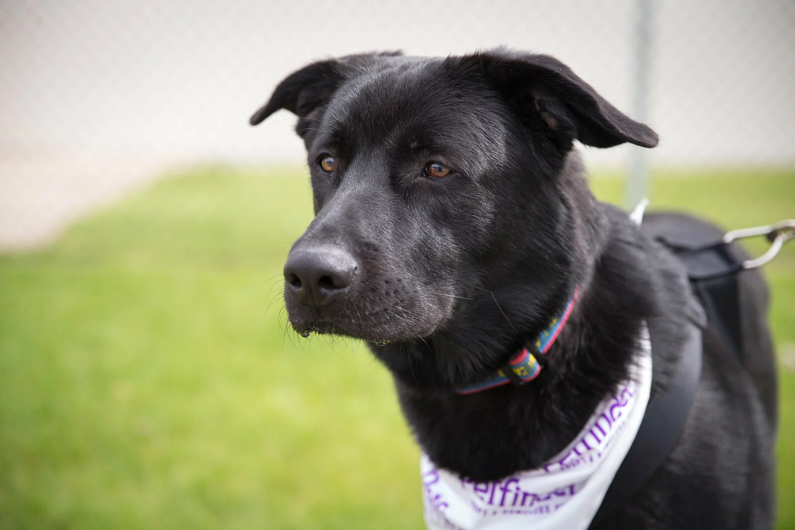A black dog wearing a white printed bandana and harness stands on green grass, looking alert. A blurry fence and pavement are visible in the background.