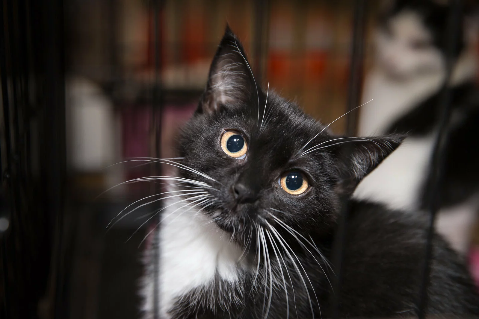A black and white cat with bright yellow eyes looks curiously through the bars of a cage, with another cat blurred in the background.