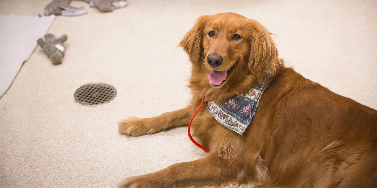 A golden retriever wearing a patterned bandana lies on a light-colored floor, looking up with its mouth open and tongue out. A red leash and a few plush toys are visible in the background.