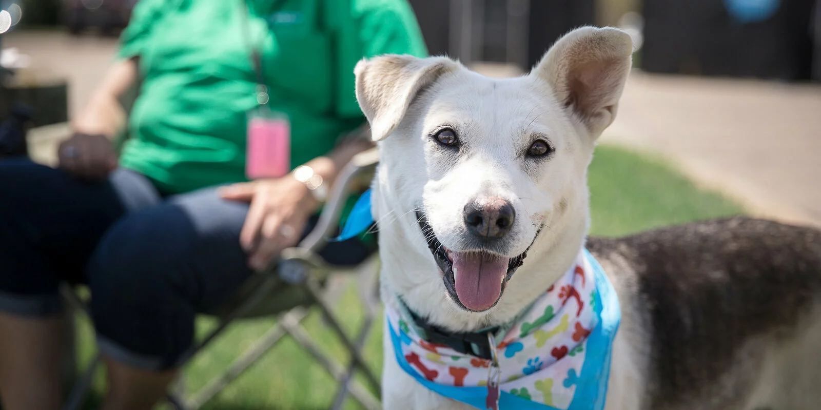 A happy dog with white fur and gray markings wears a colorful bandana, sitting outdoors on grass with its tongue out. In the background, a person in a green shirt sits on a folding chair.