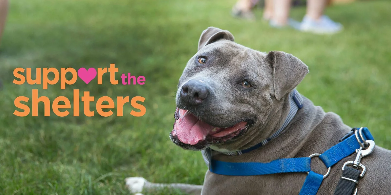 A happy grey pit bull in a blue harness sits on grass, looking at the camera with its tongue out. Text beside the dog reads, “support the shelters,” with a heart replacing the “o” in “support.”.