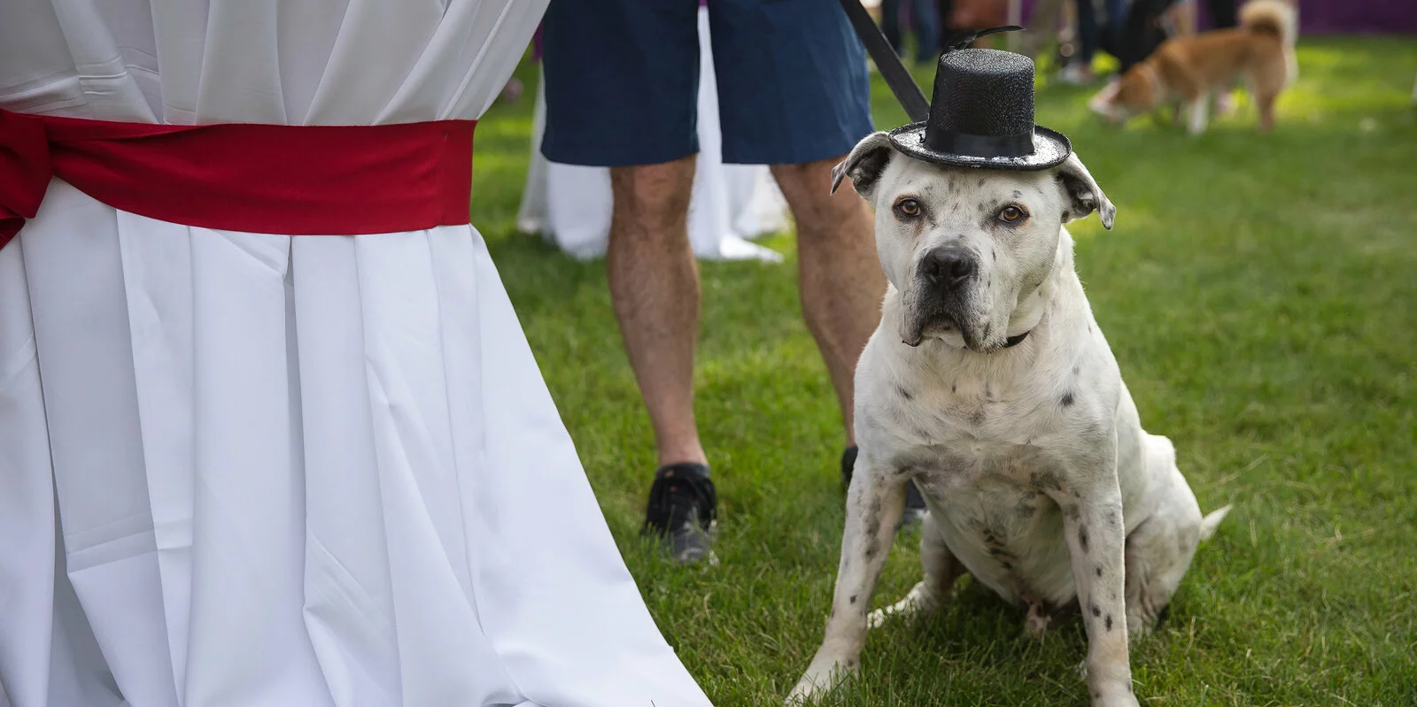 A white dog with black spots sits on grass wearing a small black top hat, next to a person in shorts holding its leash. A table with a white cloth and red sash is nearby. Another dog is visible in the background.